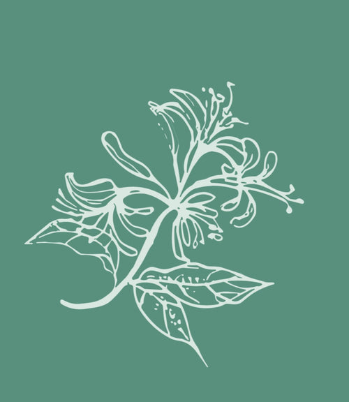 LONICERA